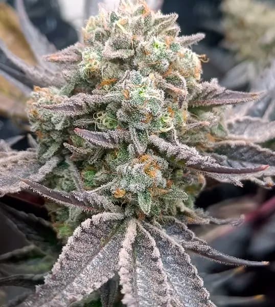 Cherry Mints > Tramuntana Seeds | Feminisierte Hanfsamen  |  Indica
